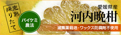 河内文旦